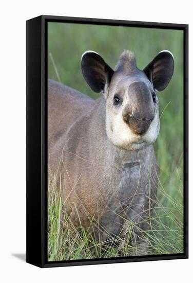 Brazilian Tapir-Tony Camacho-Framed Premier Image Canvas