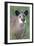 Brazilian Tapir-Tony Camacho-Framed Photographic Print