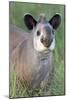 Brazilian Tapir-Tony Camacho-Mounted Photographic Print