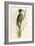 Brazilian Woodpecker, Pica Braziliensis Swainson-William Swainson-Framed Giclee Print