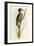 Brazilian Woodpecker, Pica Braziliensis Swainson-William Swainson-Framed Giclee Print