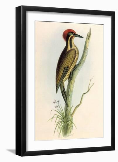 Brazilian Woodpecker, Pica Braziliensis Swainson-William Swainson-Framed Giclee Print