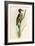 Brazilian Woodpecker, Pica Braziliensis Swainson-William Swainson-Framed Giclee Print