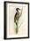 Brazilian Woodpecker, Pica Braziliensis Swainson-William Swainson-Framed Giclee Print