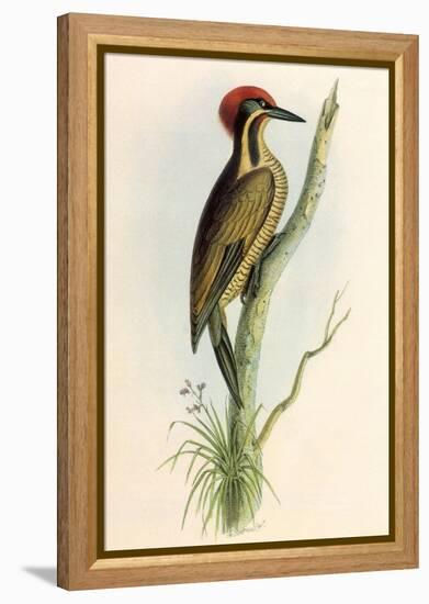 Brazilian Woodpecker, Pica Braziliensis Swainson-William Swainson-Framed Premier Image Canvas