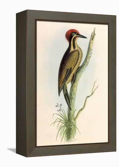 Brazilian Woodpecker, Pica Braziliensis Swainson-William Swainson-Framed Premier Image Canvas
