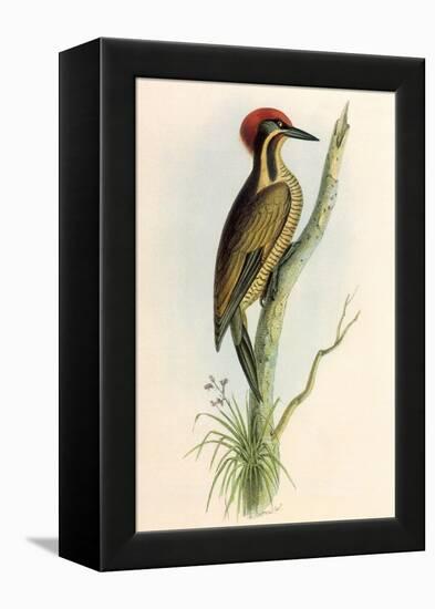 Brazilian Woodpecker, Pica Braziliensis Swainson-William Swainson-Framed Premier Image Canvas