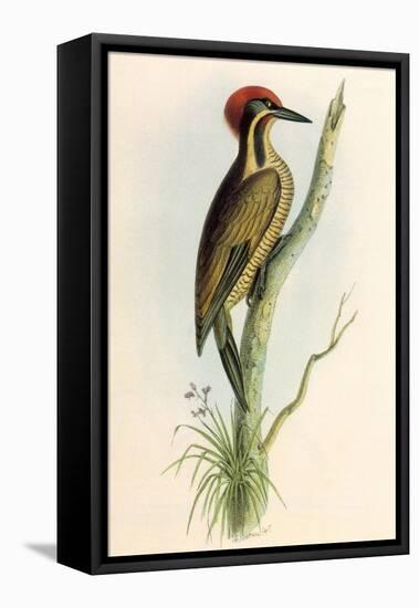 Brazilian Woodpecker, Pica Braziliensis Swainson-William Swainson-Framed Premier Image Canvas