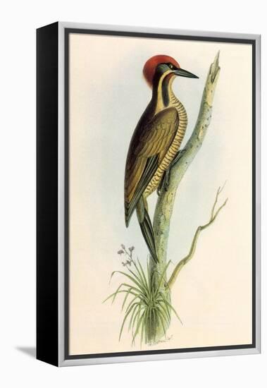 Brazilian Woodpecker, Pica Braziliensis Swainson-William Swainson-Framed Premier Image Canvas