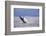 Breaching behavior of Humpback Whale, Inside Passage, Alaska, USA-Stuart Westmorland-Framed Photographic Print