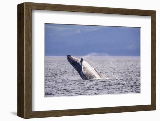 Breaching behavior of Humpback Whale, Inside Passage, Alaska, USA-Stuart Westmorland-Framed Photographic Print