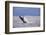 Breaching behavior of Humpback Whale, Inside Passage, Alaska, USA-Stuart Westmorland-Framed Photographic Print