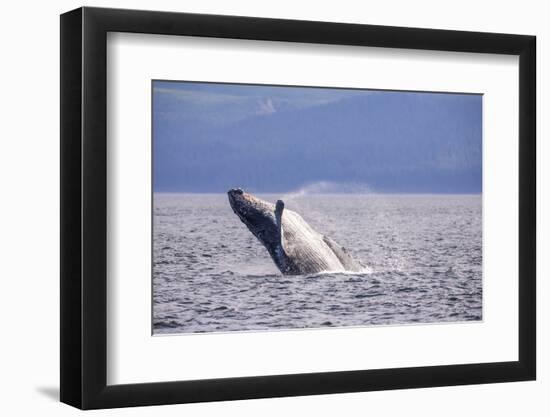 Breaching behavior of Humpback Whale, Inside Passage, Alaska, USA-Stuart Westmorland-Framed Photographic Print