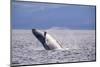 Breaching behavior of Humpback Whale, Inside Passage, Alaska, USA-Stuart Westmorland-Mounted Photographic Print