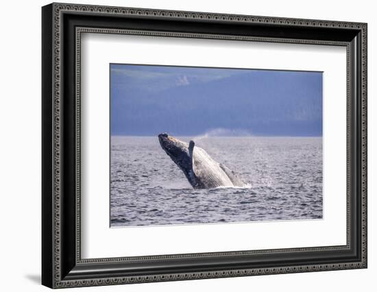 Breaching behavior of Humpback Whale, Inside Passage, Alaska, USA-Stuart Westmorland-Framed Photographic Print