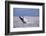 Breaching behavior of Humpback Whale, Inside Passage, Alaska, USA-Stuart Westmorland-Framed Photographic Print