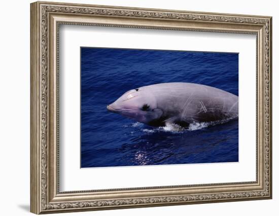 Breaching Cuvier'S Beaked Whale (Ziphius Cavirostris) Atlantic, USA-Todd Pusser-Framed Photographic Print