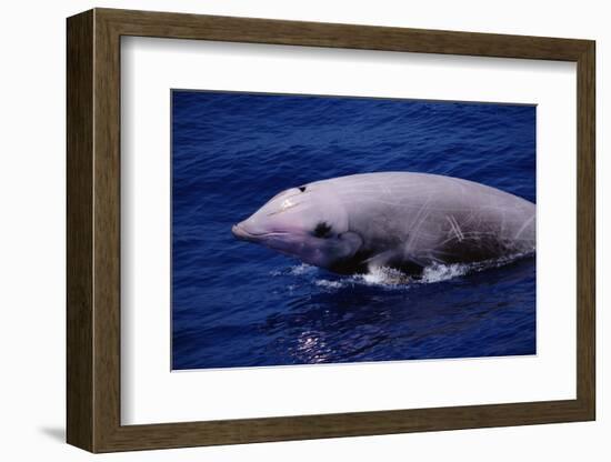 Breaching Cuvier'S Beaked Whale (Ziphius Cavirostris) Atlantic, USA-Todd Pusser-Framed Photographic Print