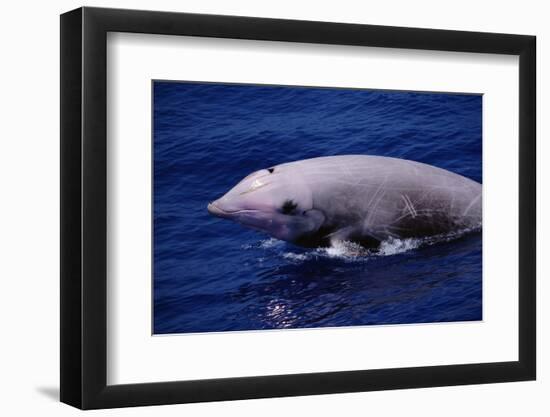 Breaching Cuvier'S Beaked Whale (Ziphius Cavirostris) Atlantic, USA-Todd Pusser-Framed Photographic Print