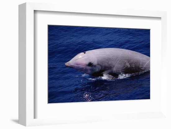 Breaching Cuvier'S Beaked Whale (Ziphius Cavirostris) Atlantic, USA-Todd Pusser-Framed Photographic Print
