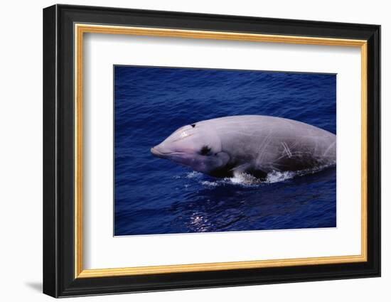 Breaching Cuvier'S Beaked Whale (Ziphius Cavirostris) Atlantic, USA-Todd Pusser-Framed Photographic Print