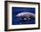 Breaching Cuvier'S Beaked Whale (Ziphius Cavirostris) Atlantic, USA-Todd Pusser-Framed Photographic Print