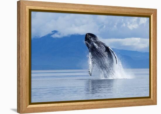 Breaching Humpback Whale, Alaska-Paul Souders-Framed Premier Image Canvas