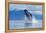 Breaching Humpback Whale, Alaska-Paul Souders-Framed Premier Image Canvas