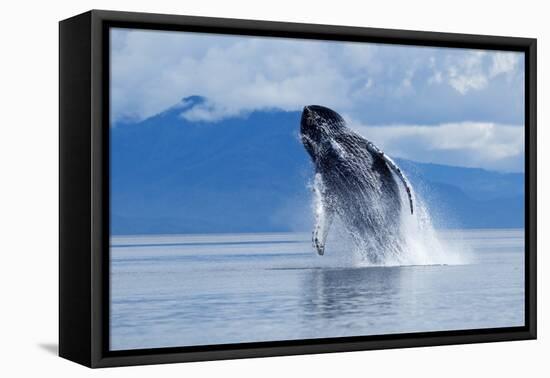 Breaching Humpback Whale, Alaska-Paul Souders-Framed Premier Image Canvas