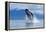 Breaching Humpback Whale, Alaska-Paul Souders-Framed Premier Image Canvas