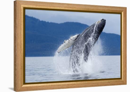 Breaching Humpback Whale, Alaska-Paul Souders-Framed Premier Image Canvas