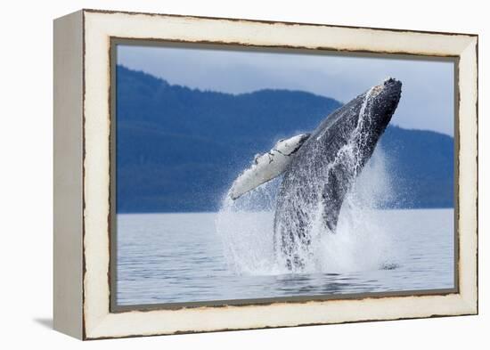 Breaching Humpback Whale, Alaska-Paul Souders-Framed Premier Image Canvas