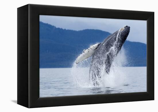 Breaching Humpback Whale, Alaska-Paul Souders-Framed Premier Image Canvas