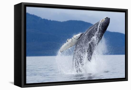 Breaching Humpback Whale, Alaska-Paul Souders-Framed Premier Image Canvas