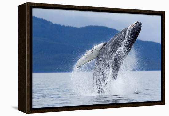 Breaching Humpback Whale, Alaska-Paul Souders-Framed Premier Image Canvas