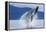 Breaching Humpback Whale, Alaska-Paul Souders-Framed Premier Image Canvas