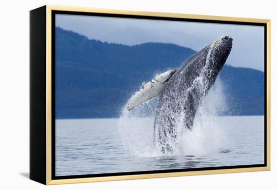 Breaching Humpback Whale, Alaska-Paul Souders-Framed Premier Image Canvas