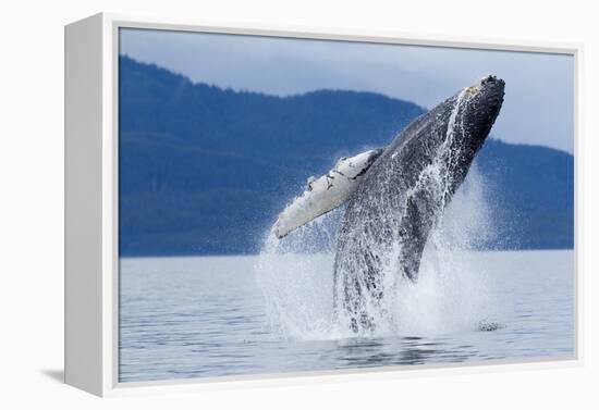 Breaching Humpback Whale, Alaska-Paul Souders-Framed Premier Image Canvas