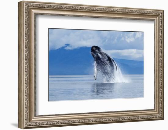 Breaching Humpback Whale, Alaska-Paul Souders-Framed Photographic Print