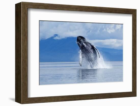 Breaching Humpback Whale, Alaska-Paul Souders-Framed Photographic Print