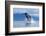 Breaching Humpback Whale, Alaska-Paul Souders-Framed Photographic Print