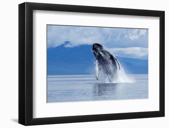 Breaching Humpback Whale, Alaska-Paul Souders-Framed Photographic Print