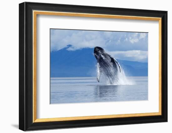 Breaching Humpback Whale, Alaska-Paul Souders-Framed Photographic Print