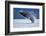 Breaching Humpback Whale, Alaska-Paul Souders-Framed Photographic Print