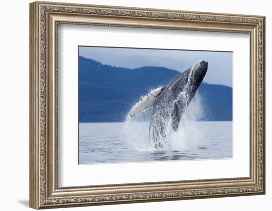 Breaching Humpback Whale, Alaska-Paul Souders-Framed Photographic Print