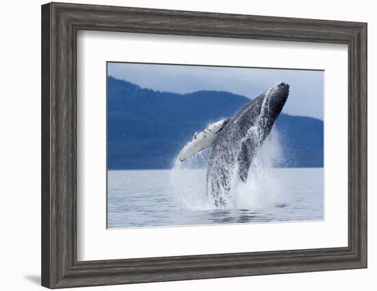 Breaching Humpback Whale, Alaska-Paul Souders-Framed Photographic Print