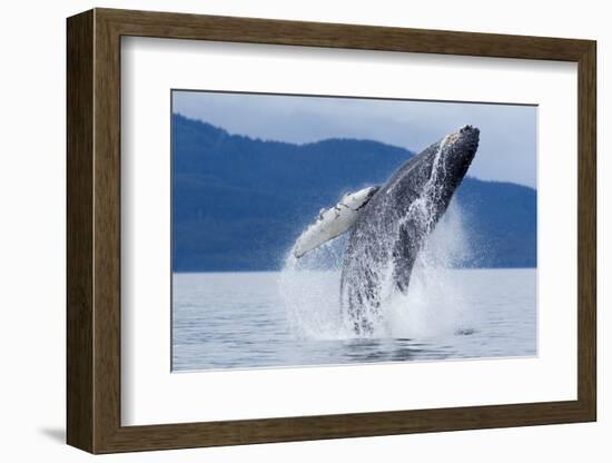 Breaching Humpback Whale, Alaska-Paul Souders-Framed Photographic Print