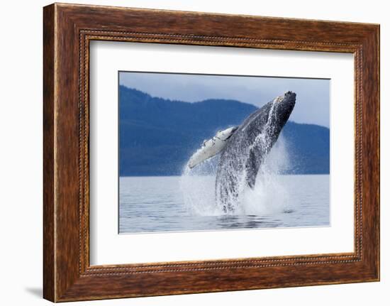 Breaching Humpback Whale, Alaska-Paul Souders-Framed Photographic Print