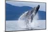 Breaching Humpback Whale, Alaska-Paul Souders-Mounted Photographic Print