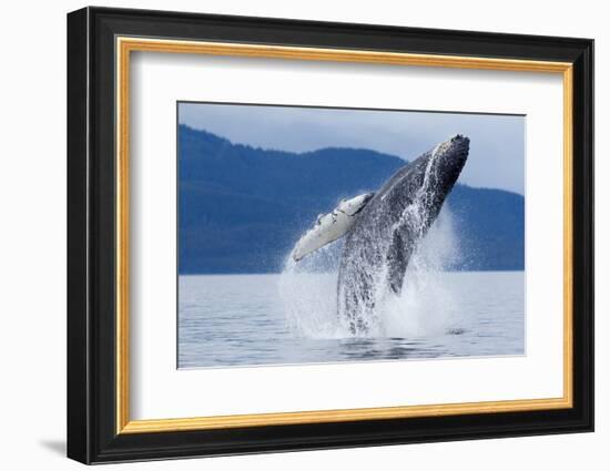 Breaching Humpback Whale, Alaska-Paul Souders-Framed Photographic Print